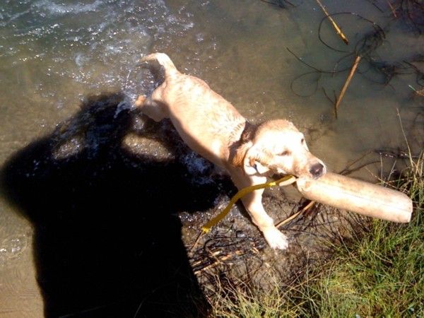 Max Patton First Water Retrieve