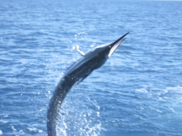 Thanks for the great fishing outing. The 450 lb Blue Marlin did not hurt the morale of everyone on the boat. We will call again when we visit next year. I have recommended you all to all our friends.