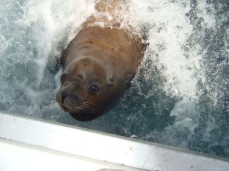 Pictures of mine are the ones you see splashing out in the water. It was cool and our next trip to Cabo we have decided to go fishing again and will use Cabo Magic again and will be requesting Hector and Rafael.