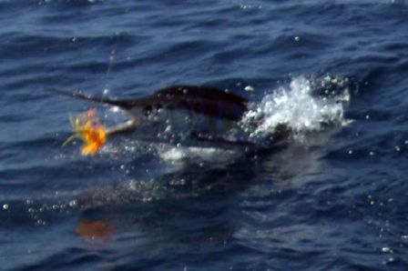 Thanks for an exciting and successful 3 days of fishing. Everyone had wonderful time.