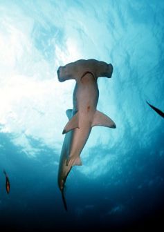 Tiburon Martillo (Hammerhead Shark)￼