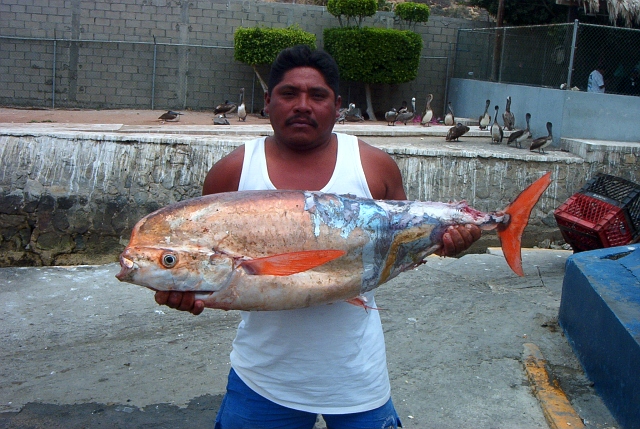 Capt Jose caught what was left of this Louvaris Imperialis