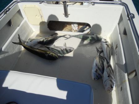 Another great trip to Cabo!! Caught lot’s of Roosterfish and Tuna! Thanks for the great service on my 8th Birthday trip with 10 Amigos. I’ll ask everyone in the group to send photos to you to post on your web site! Once again Thanks for the personal service you have given to me!!! Your friend Neal Vxxxxx