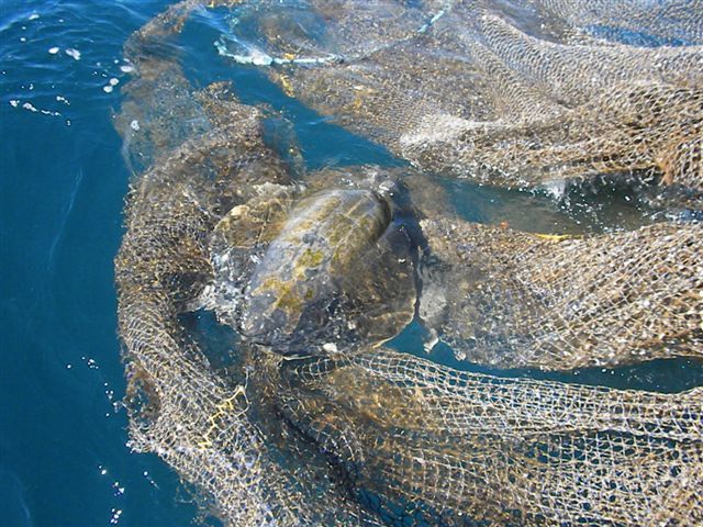 This beautiful Tortuga (Turtle) was found at sea by Return VIP Guests Bill, Sheldon and Jim on Tues Jan 18th while aboard team flagship ‘ “CABO MAGIC” – embedded and tangled in the commercial net .. The tortuga was successfully freed and the net was brought back to the marina to be certain no other marine life would be harmed by it.