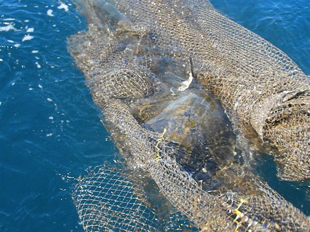 This beautiful Tortuga (Turtle) was found at sea by Return VIP Guests Bill, Sheldon and Jim on Tues Jan 18th while aboard team flagship ‘ “CABO MAGIC” – embedded and tangled in the commercial net .. The tortuga was successfully freed and the net was brought back to the marina to be certain no other marine life would be harmed by it.