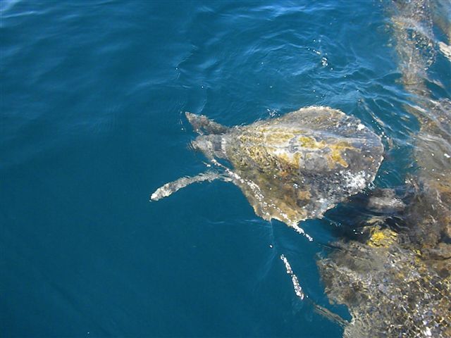 This beautiful Tortuga (Turtle) was found at sea by Return VIP Guests Bill, Sheldon and Jim on Tues Jan 18th while aboard team flagship ‘ “CABO MAGIC” – embedded and tangled in the commercial net .. The tortuga was successfully freed and the net was brought back to the marina to be certain no other marine life would be harmed by it.