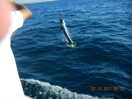 Once again we had a successful trip. That is the biggest Marlin Reyado I’ve ever caught. A special thanks to Pancho (the mate on the first day and captain on the second) he was not going to allow us to miss any opportunity. Thanks again for all your help.