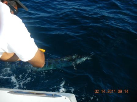 Once again we had a successful trip. That is the biggest Marlin Reyado I’ve ever caught. A special thanks to Pancho (the mate on the first day and captain on the second) he was not going to allow us to miss any opportunity. Thanks again for all your help.