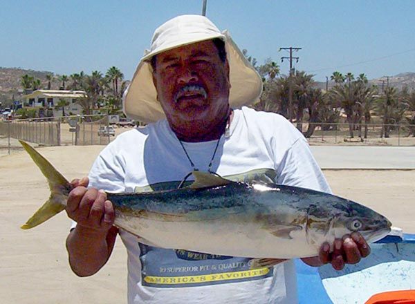 Jurel de castilla – aka JUREL – aka YellowTail
