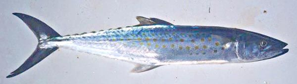 Sierra – aka Spanish Mackeral – aka Sierra Mackeral – flesh is sweet and similar to Pompano￼