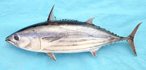 The Skipjack Tuna is one of the most rare yet feisty members of the Scombridae or Tuna, Bonito, and Mackerel Family found in Mexican waters.