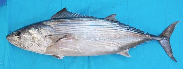 The Mexican Bonito is characterized by its “tuna-like” appearance, dark blue back, silver sides and belly, and a series of 8 to 11 broken horizontal stripes along its upper sides.
