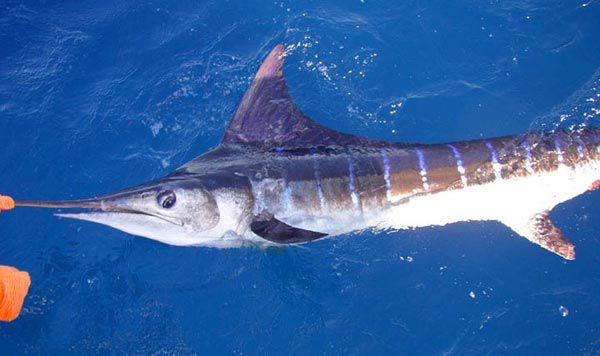 The MARLIN REYADO (Striped Marlin) is characterized by its long compressed body that is dark blue above, silver below, and has a series of light blue, vertical stripes on its sides. The upper jaw forms a long rounded spear with small teeth. The first dorsal fin of the Striped Marlin is dark blue, forming a triangular peak greater in length than the body depth; this first dorsal fin ends near the origin of the second dorsal fin.