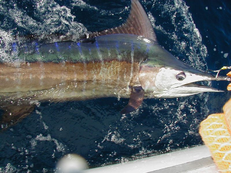Blue Marlin