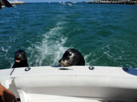 Tim EnrightChicago, Illinoiswww.EsteeBedding.comDec 24, 2012 33′ Blackfin Combi