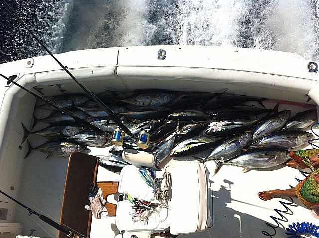 Day three for these Return VIP Guests (who have asked their names not be posted) visiting from Chatanooga, Tennessee fishing aboardour 37′ Bertram w/Captain Franky