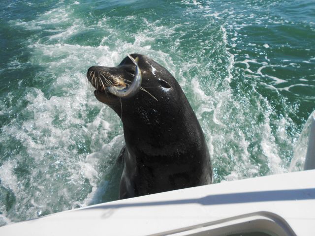 Gregg & Kathy Francke – Okauchee, WisconsinFishing date Nov 13, 2012 33′ Blackfin