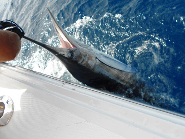 Gregg & Kathy Francke – Okauchee, WisconsinFishing date Nov 13, 2012 33′ Blackfin