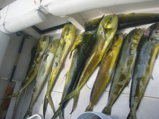 Fishing Date Feb 12, 201333′ Blackfin Combi