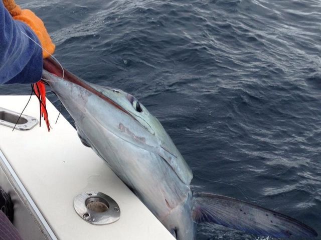 Josh & Nancy Gillon – Palisades Park, New JerseyFishing Date Feb 10, 201333′ Blackfin Combi