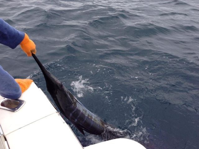 Josh & Nancy Gillon – Palisades Park, New JerseyFishing Date Feb 10, 201333′ Blackfin Combi