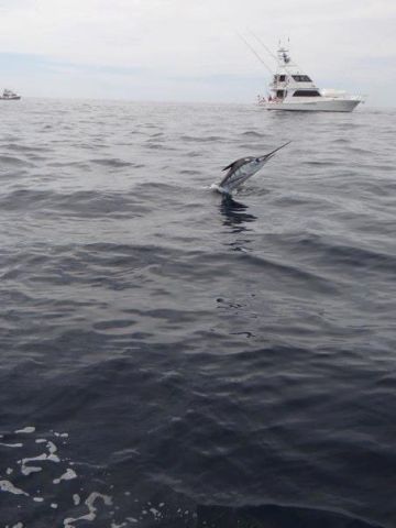 Fishing Date Feb 18, 201337′ Bertram Sportfisher