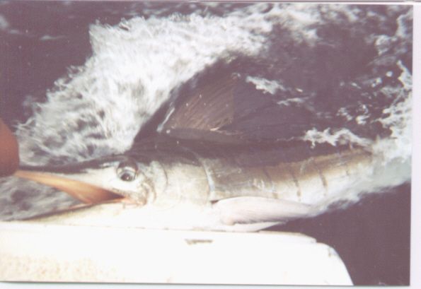 Striped Marlin