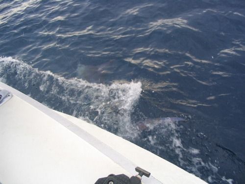 Blue Marlin