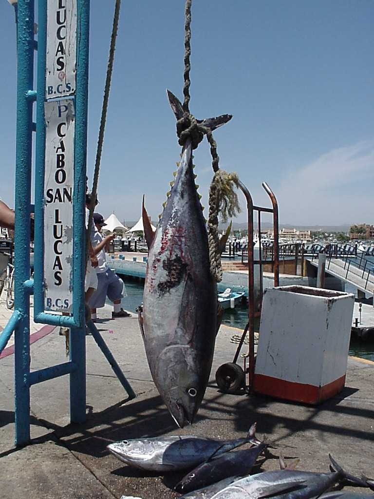 This MONSTER Yellowfin