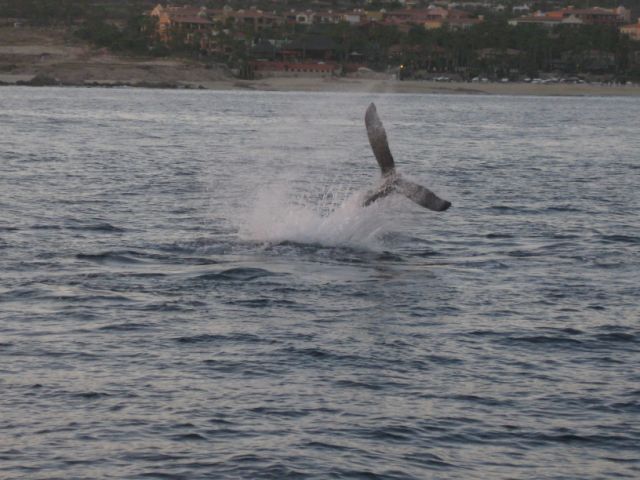 Whales! March 2014