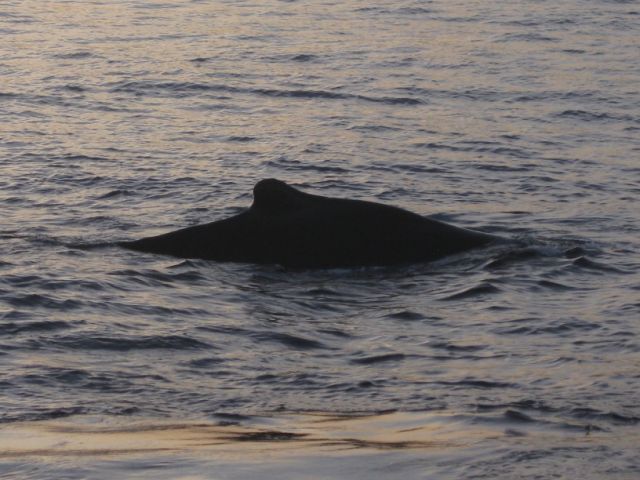 Whales! March 2014