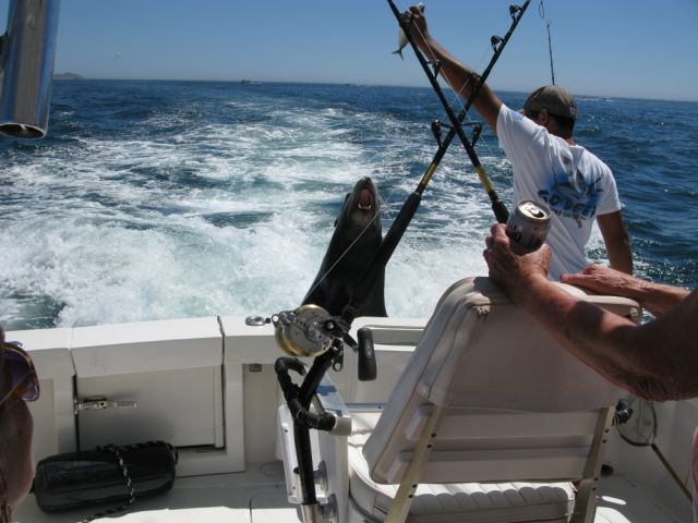 Fishing date April 231′ Blackfin