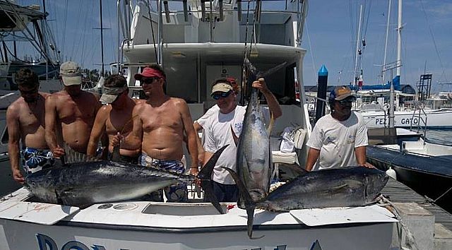 Our 38′ ChrisCraft days bounty include the Yellowfin Tuna show + they fought and released 1 Striped Marlin and 1 Pacific Sailfish