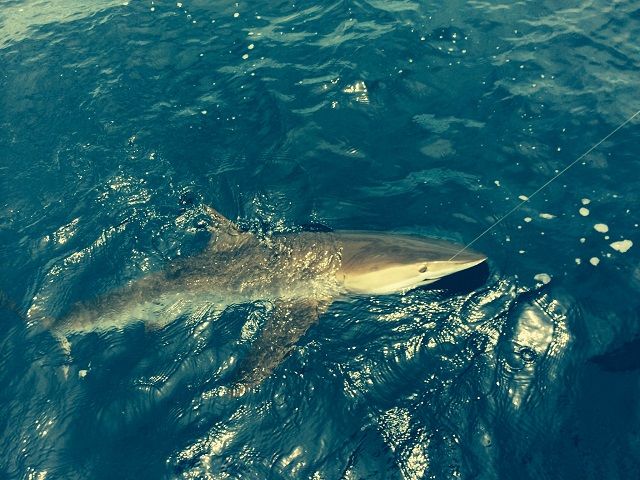 Fishing Date August 9 201438′ Stellican with Capt Carlos
