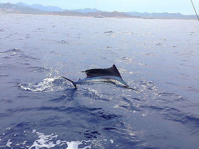 Capt Carlos does it again!August 19, 2014