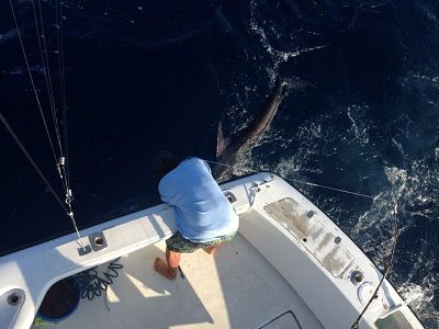 Fishing Date October 24, 201438′ Stellica
