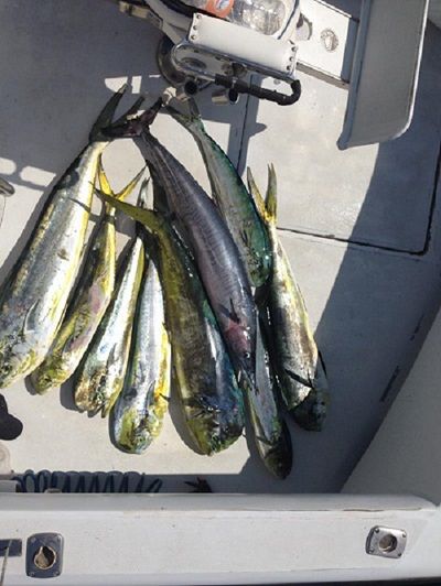 Fishing Date October 24, 201438′ Stellica