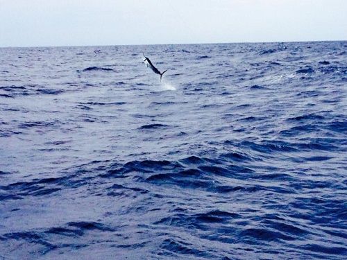 38′ StellicanNov 3, 2014