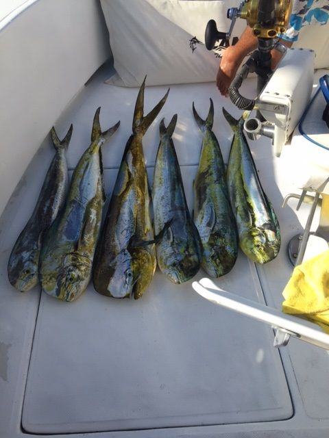 Fishing Date Nov 13, 201438′ Stellican