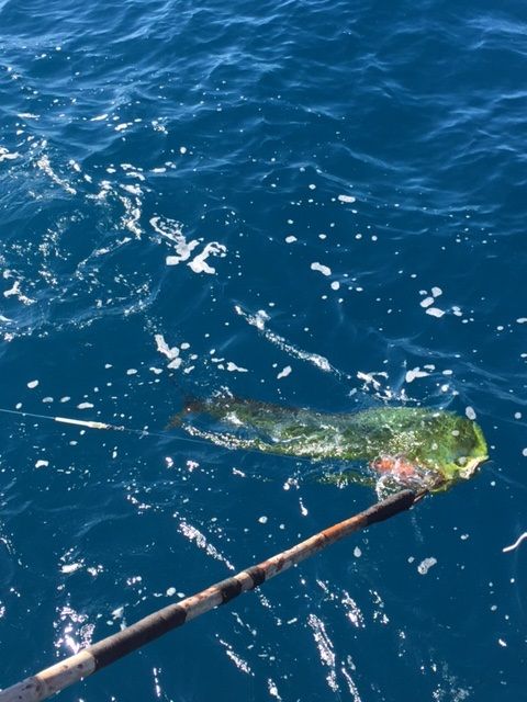 Fishing Date Nov 13, 201438′ Stellican