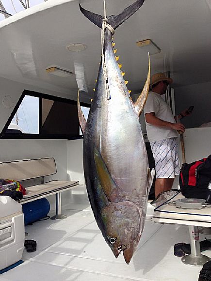 This monster Yellowfin Tuna was caught day three on 38′ with Captain Carlos