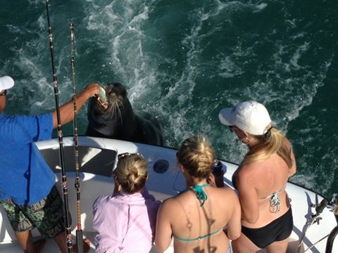 Fishing date 24 December 201438′ Stellican
