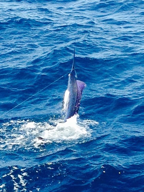 Fishing Date June10, 201538′ Stellican