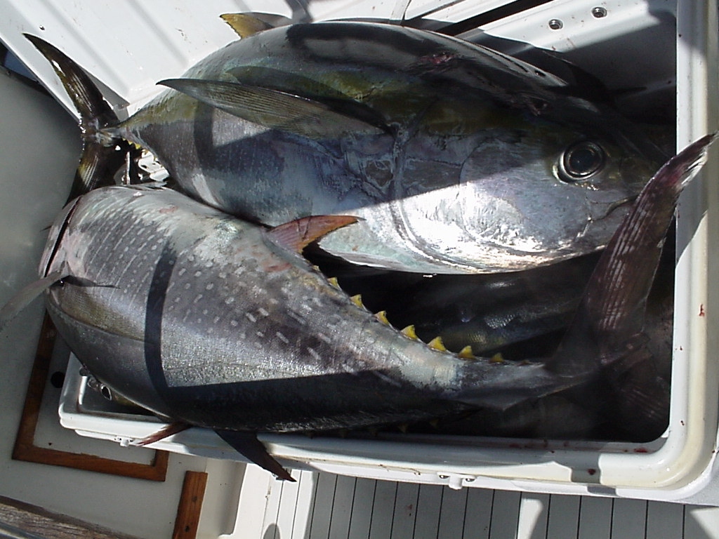 CABO MAGIC, you NEED A BIGGER FISH BOX when these guys take you out