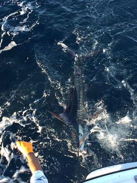 Days bounty CR&R 3 Marlin + 4 Dorado