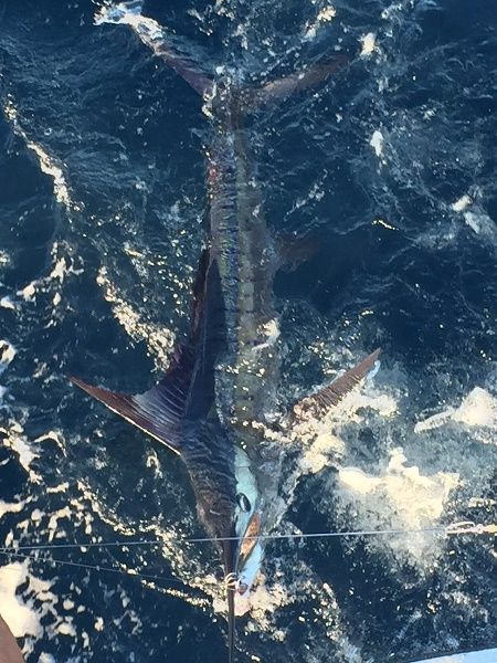 Days bounty CR&R 3 Marlin + 4 Dorado
