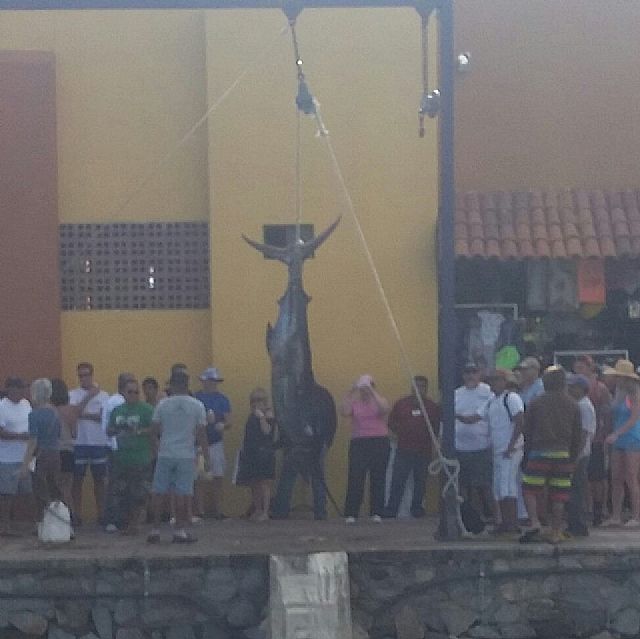 418# Blue Marlin for Returning VIP Guests Ted & Shelley Sulikowski visiting from Dunlap, Tennessee fished December 29, 2015 with Capt Jose.