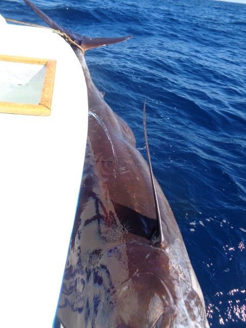 VIP Guests Ted & Shelley Sulikowski have been fishing with Cabo Magic since 2009.