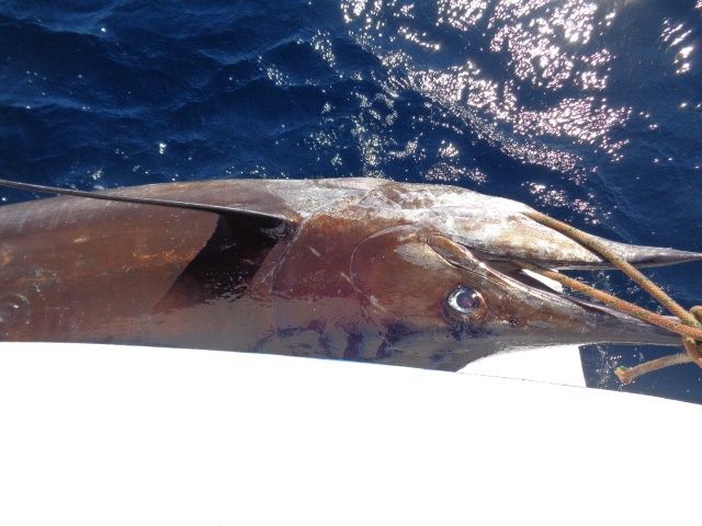 VIP Guests Ted & Shelley Sulikowski have been fishing with Cabo Magic since 2009.