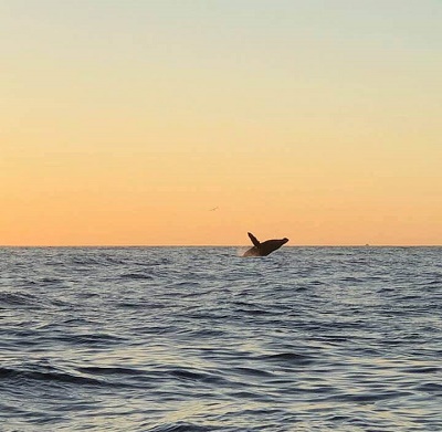 Whales Whales Whales
